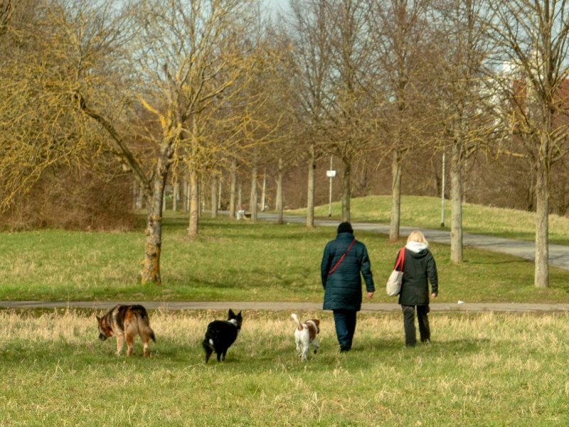 braunschweig hund gassi.jpg