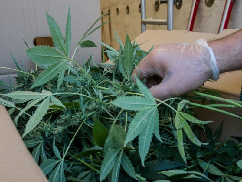 cannabis
