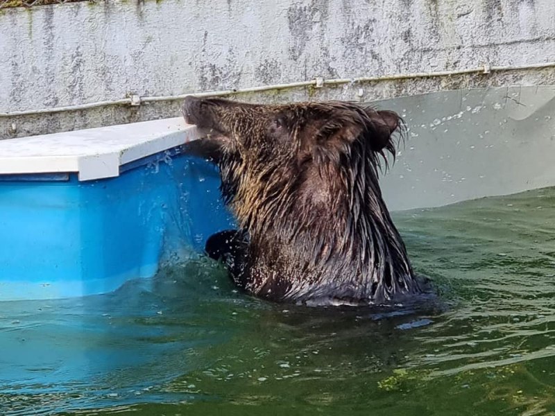 celle wildschwein pool