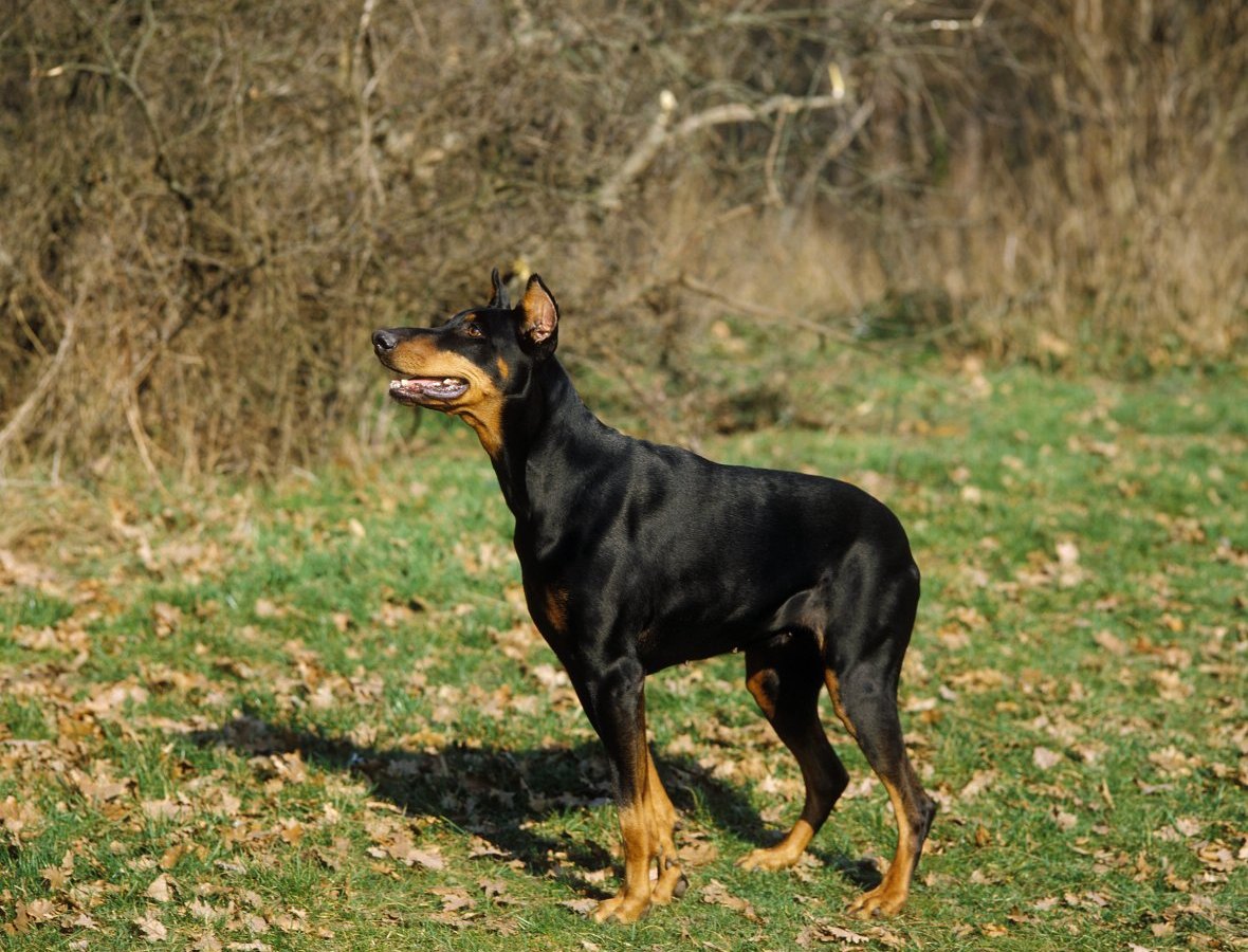 dobermann peine feld reh ricke