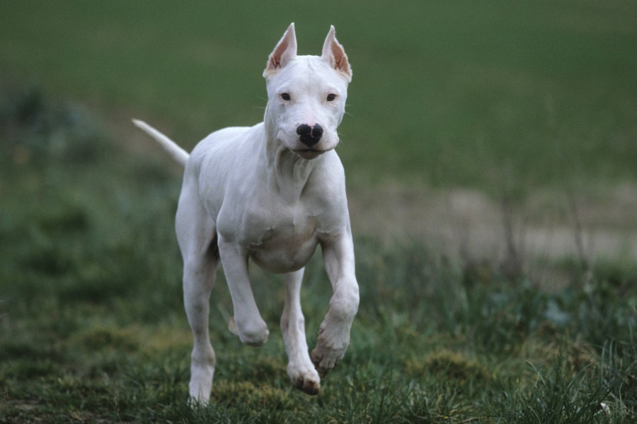 Der Hund des 48-Jährigen soll sich losgerissen und zugebissen haben. (Symbolbild)