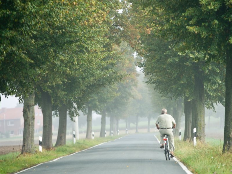 fahrrad fahrradfahrer rad landstraße allee bundesstraße