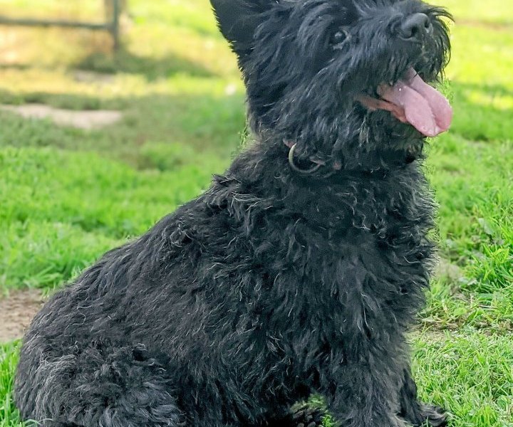 fliou salzgitter hund.jpg