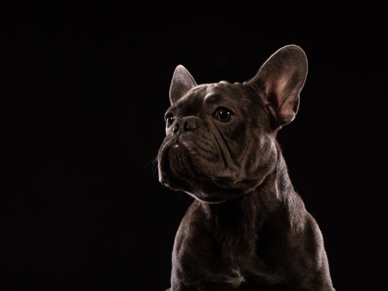 französische bulldogge hund paul grußendorf gifhorn