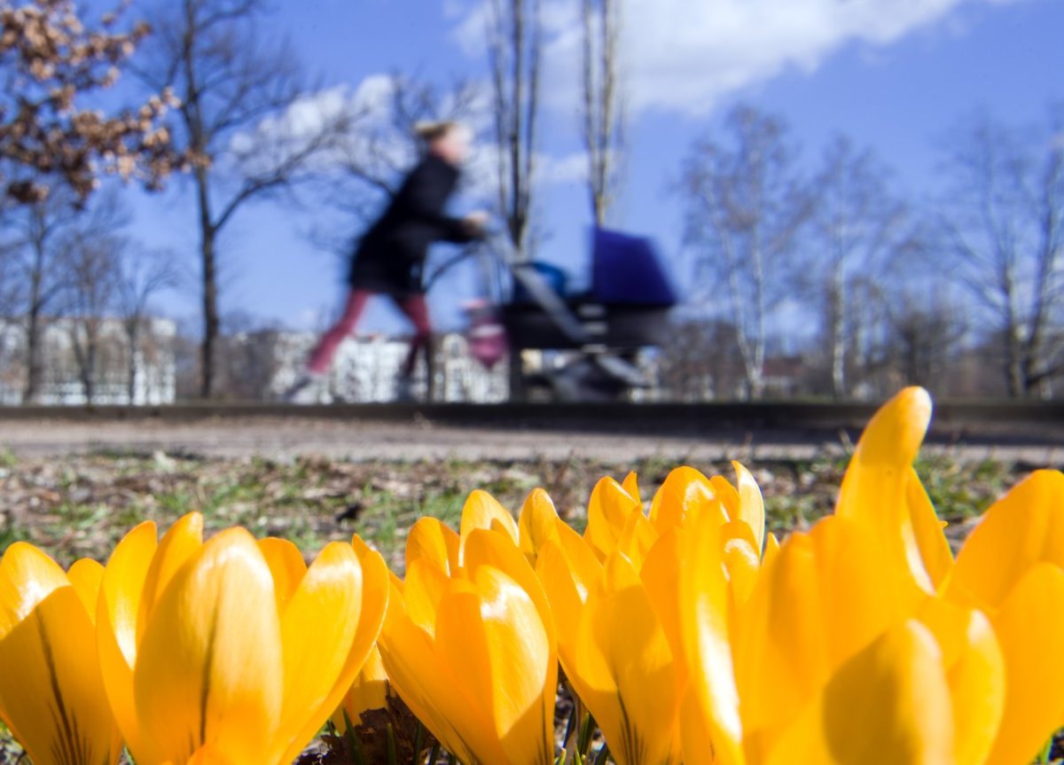 frühling krokusse blumen frau