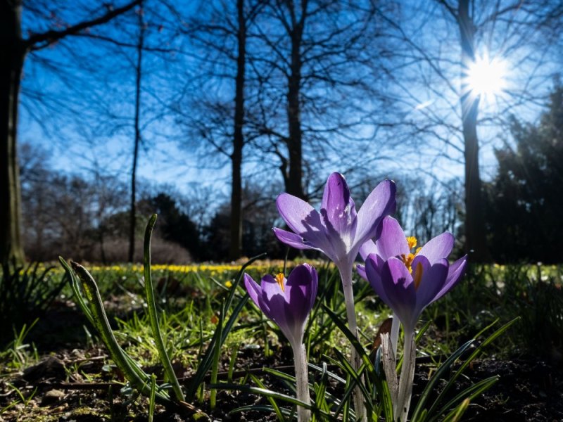 frühling wetter niedersachsen sonne krokusse