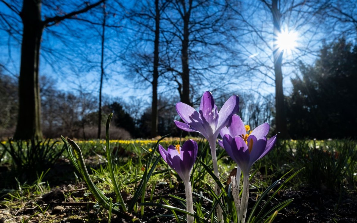 frühling wetter niedersachsen sonne krokusse