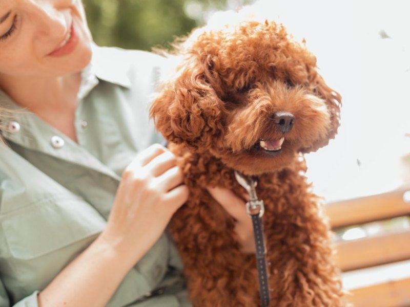 gifhorn hund pudel