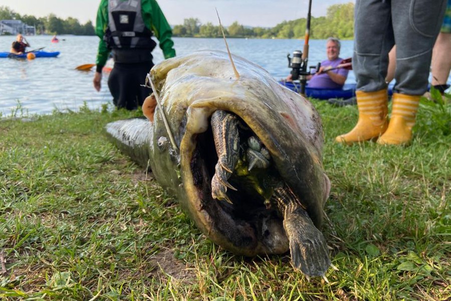 addler und Angler zogen den 1,75 Meter großen Wels an Land, der sich an der Schildkröte verschluckt hatte und daran starb. 