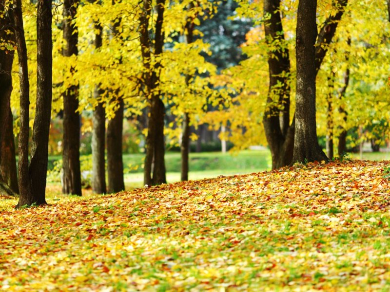 goldener oktober.jpg
