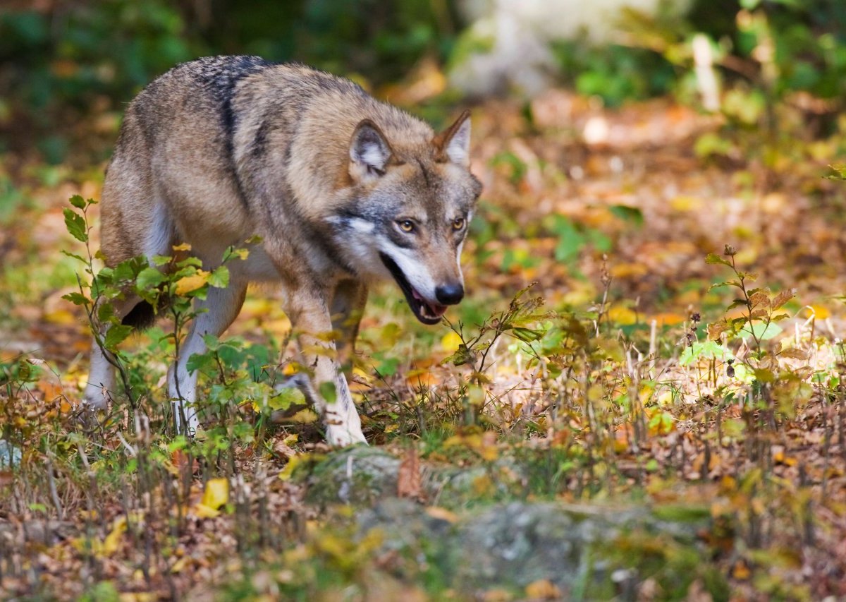 hannover wolf.jpg