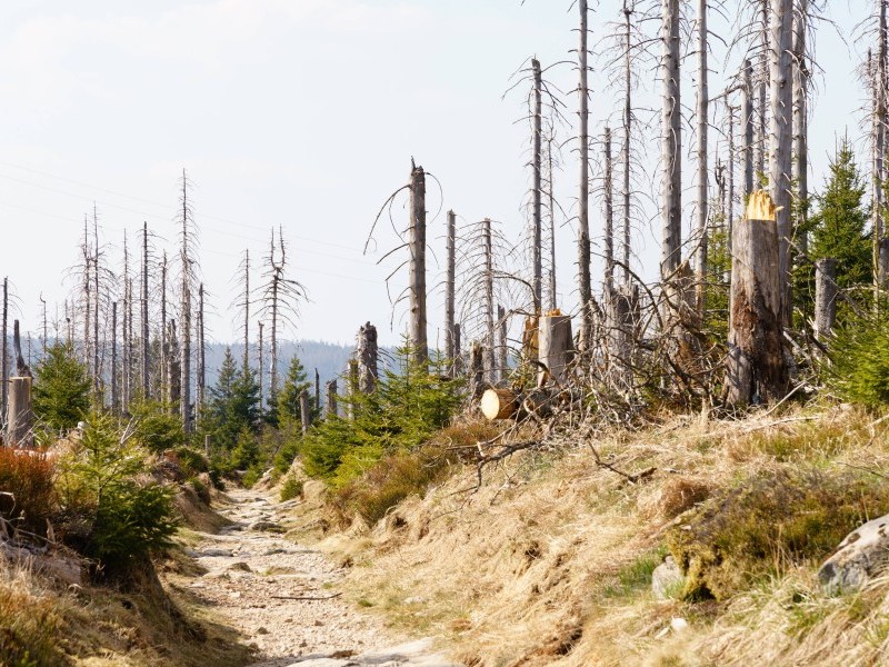Fast jeder dritte Baum im Harz ist tot.