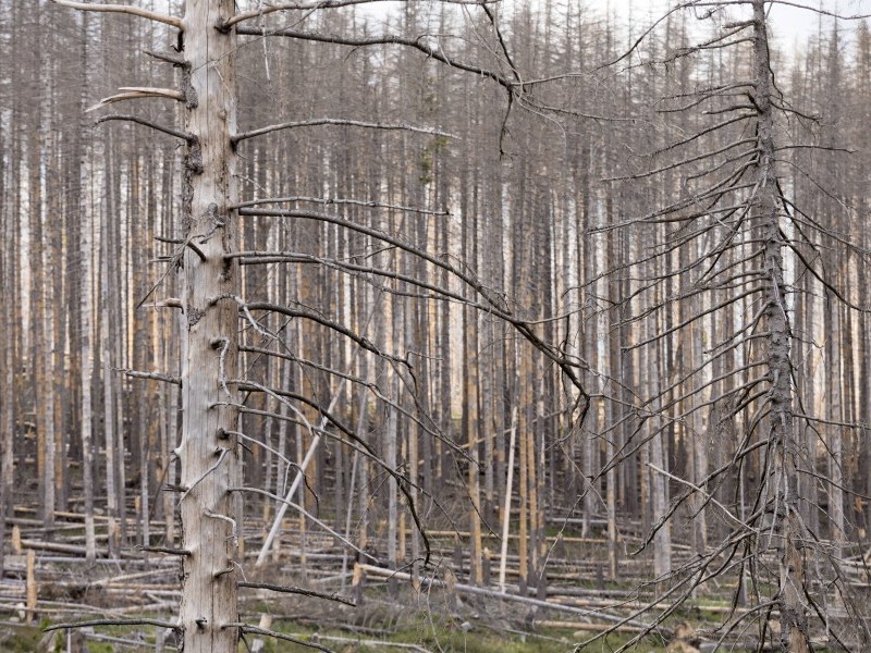 Auch der Harz leidet unter Trockenheit und tropischen Lufttemperaturen, die in Folge des Klimawandels zunehmend auftreten. (Archivbild)