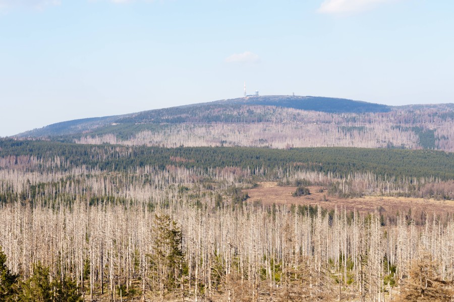 Waldsterben und Waldbrandgefahr: Abgestorbene Fichten im Harz in der Nähe der Achtermannshöhe, im Hintergrund der Brocken.