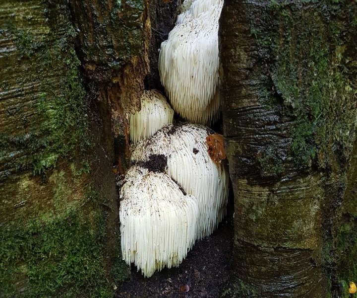 harz pilz
