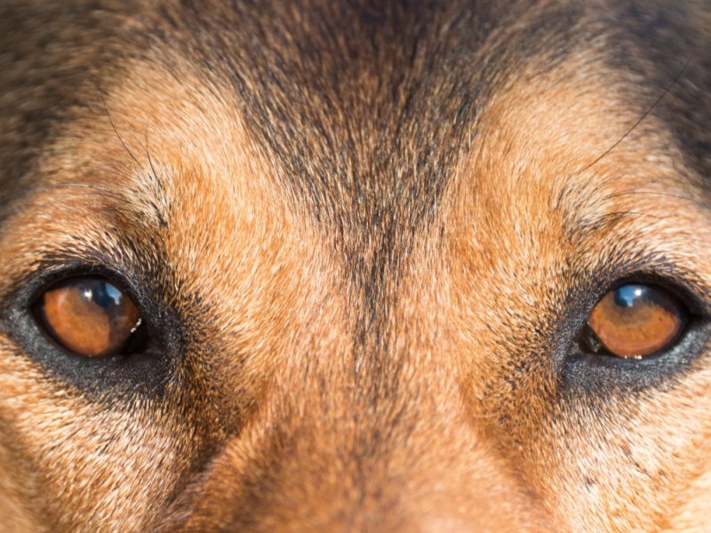 helmstedt süpplingen hund schäferhund