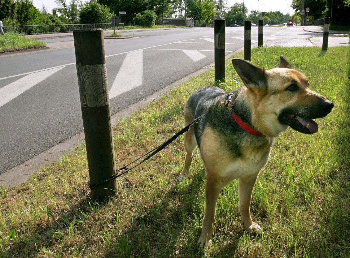 hund ausgesetzt