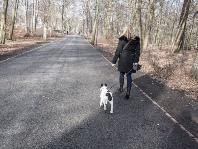 hund hannover.jpg