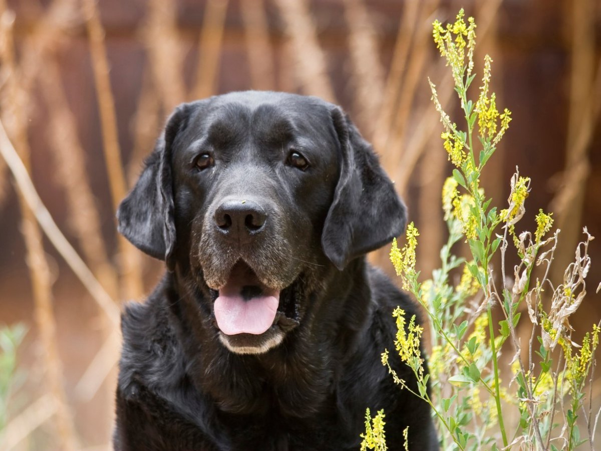 hund harz.jpg