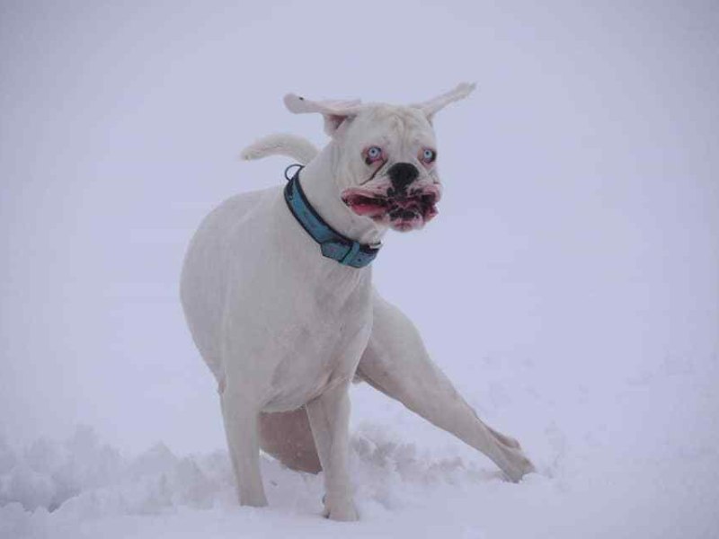 hund in gifhorn.jpg