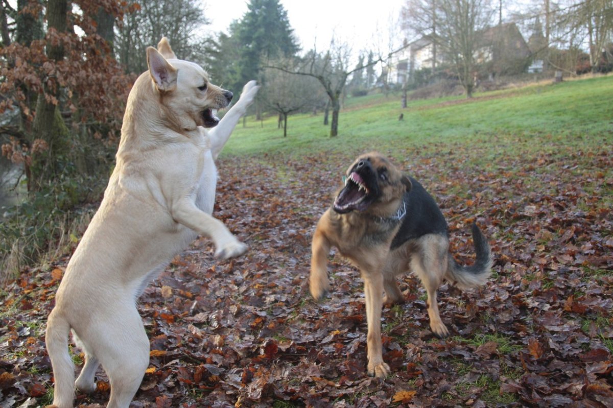 hund-niedersachsen.jpg