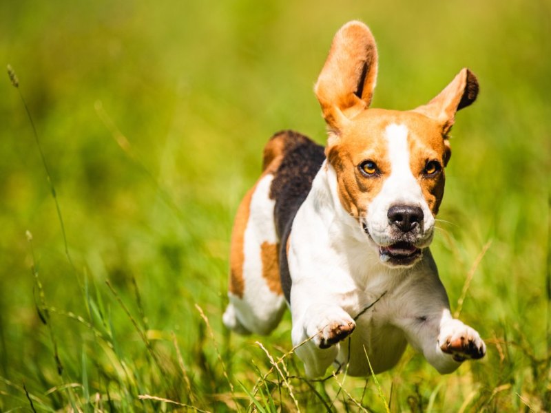 hund wiese hundewiese braunschweig