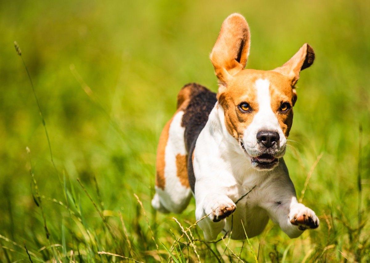 hund wiese hundewiese braunschweig