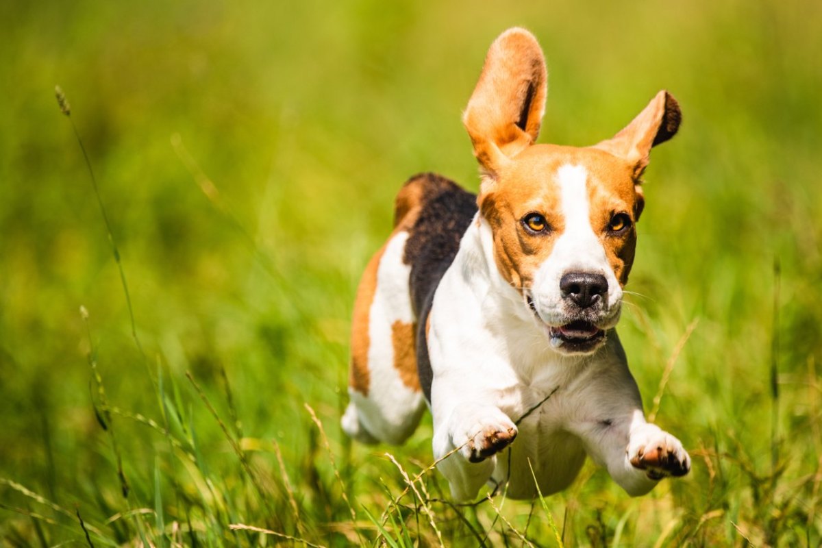 hund wiese hundewiese braunschweig