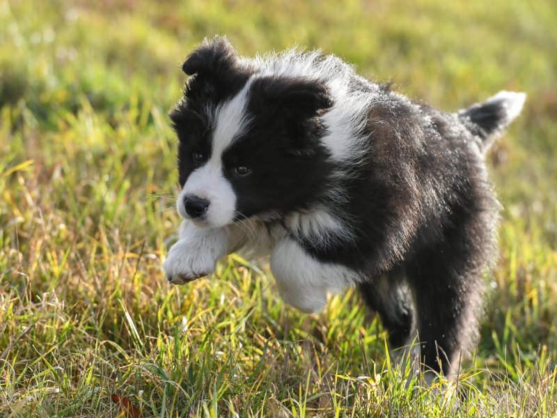 hund wiese spielt hundewiese hundefläche freilauf detmerode wolfsburg teich
