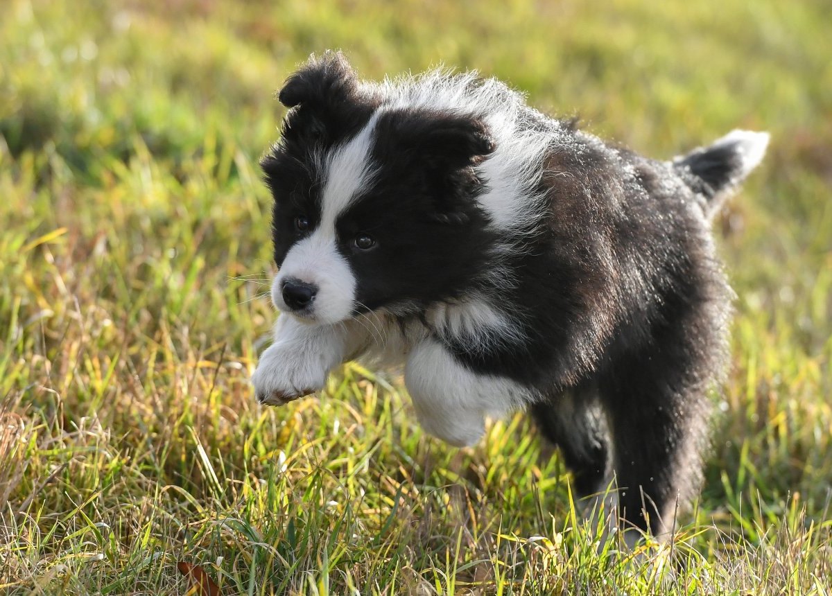 hund wiese spielt hundewiese hundefläche freilauf detmerode wolfsburg teich