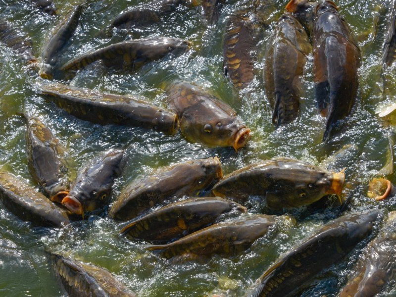 karpfen spiegelkarpfen