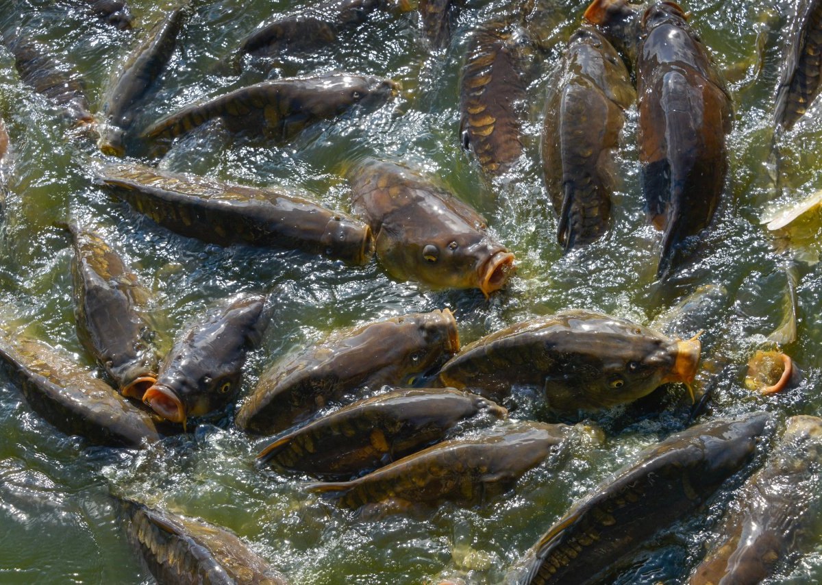 karpfen spiegelkarpfen