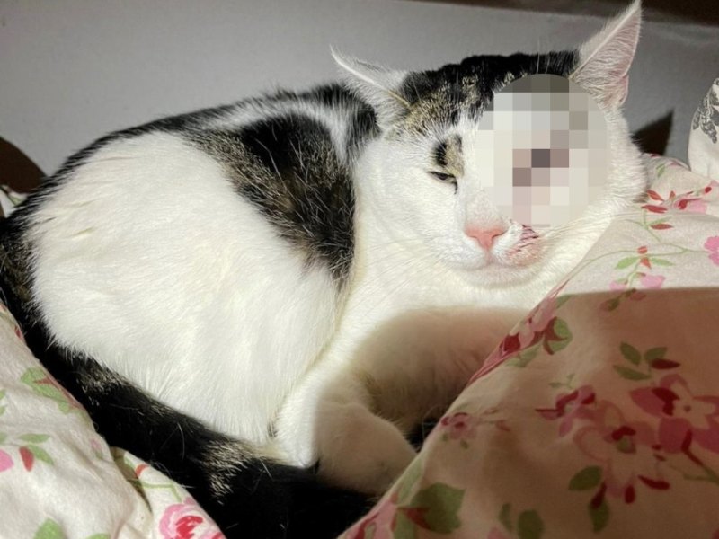 kater gepixelt.jpg