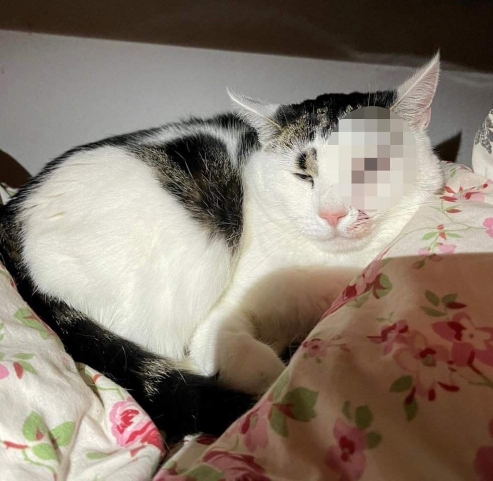 kater gepixelt.jpg