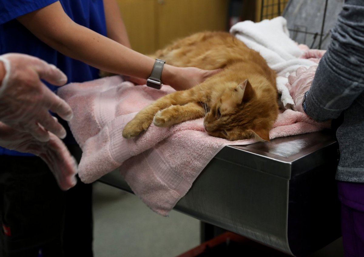 katze op tierarzt tierklinik