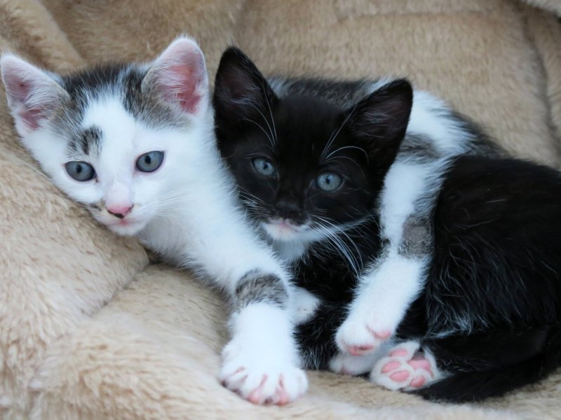 katzen gifhorn.jpg