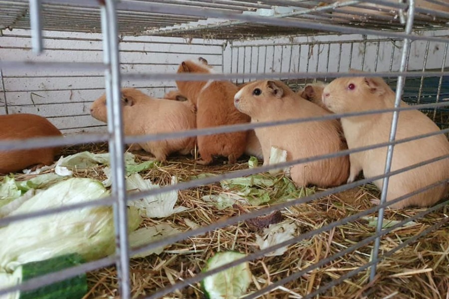 Kreis Peine: Die Meerschweinchen hockten eng beiander in einem Käfig.