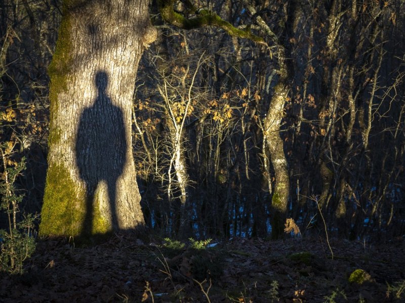 mann wald baum schatten exhibitionist