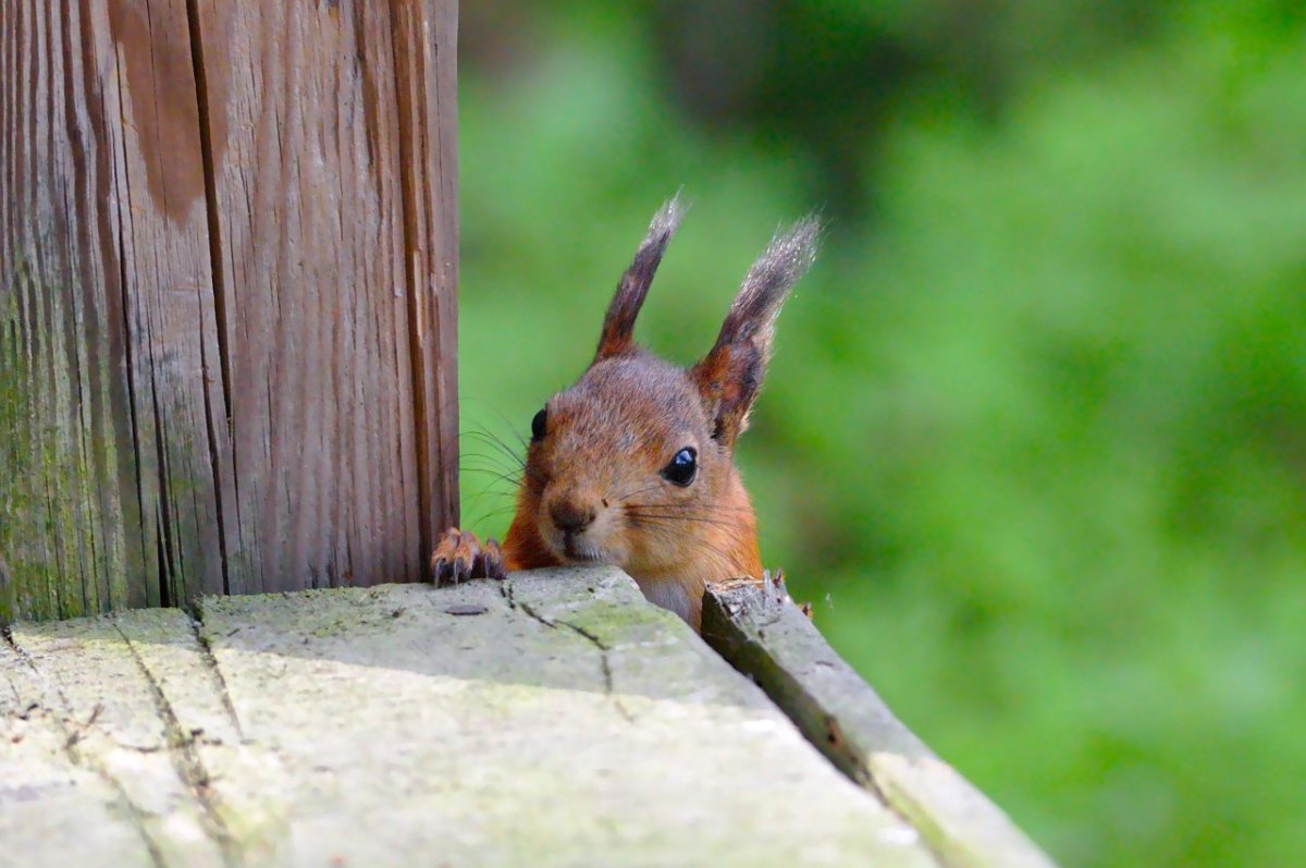 niedersachsen eichhörnchen.jpg