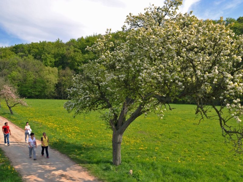 obstbaum.jpg