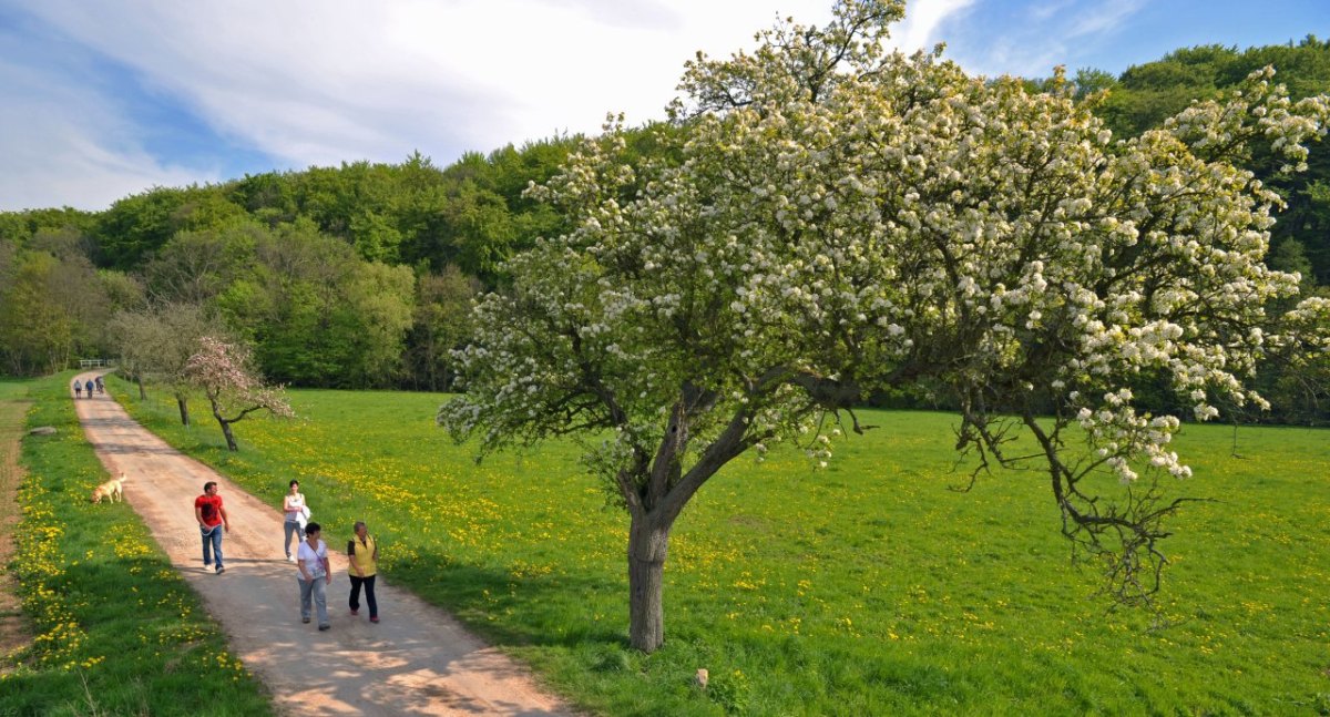 obstbaum.jpg