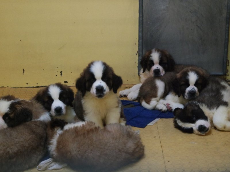 peine hund tierschutzverein gerettet