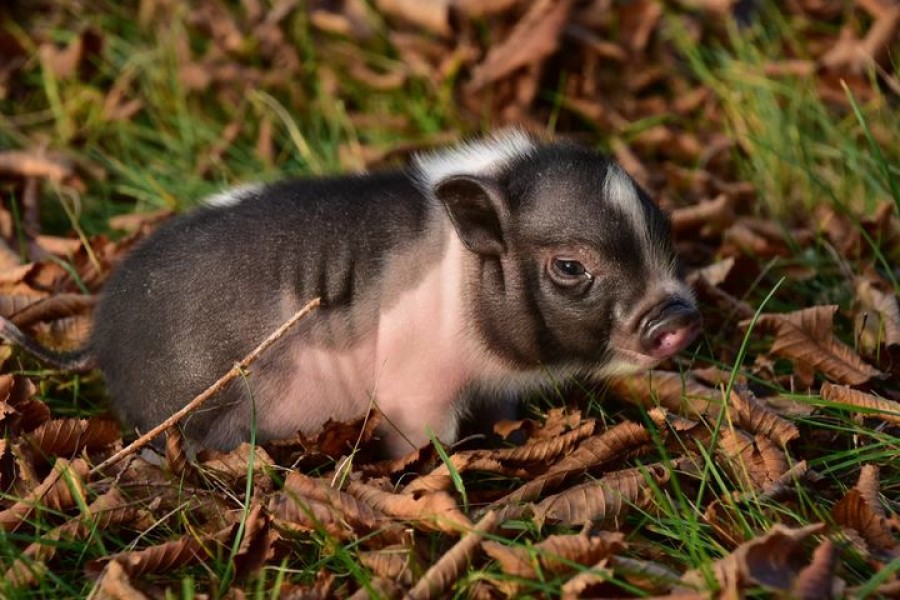 Rosi beim Spielen im Garten.