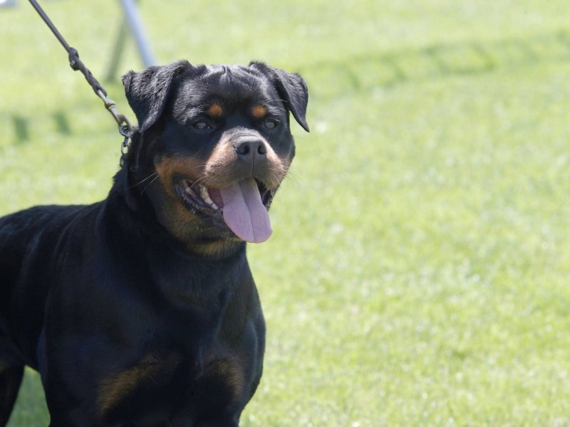rottweiler.jpg