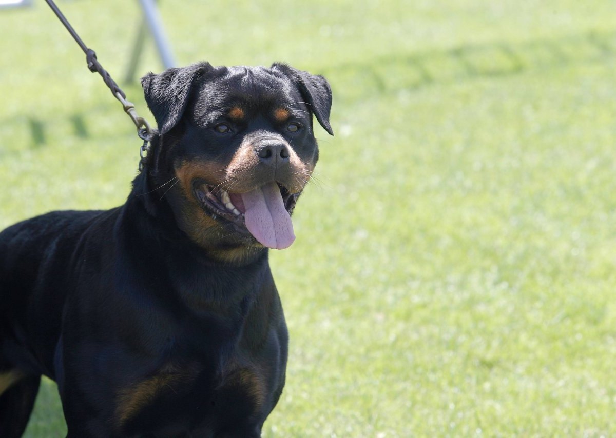 rottweiler.jpg