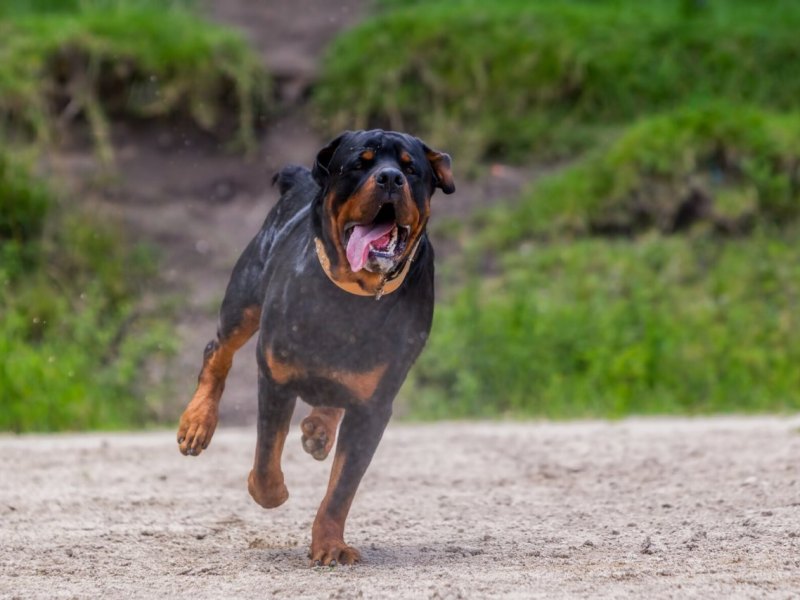 rottweiler harz bad harzburg