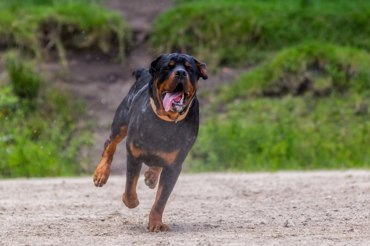 rottweiler harz bad harzburg