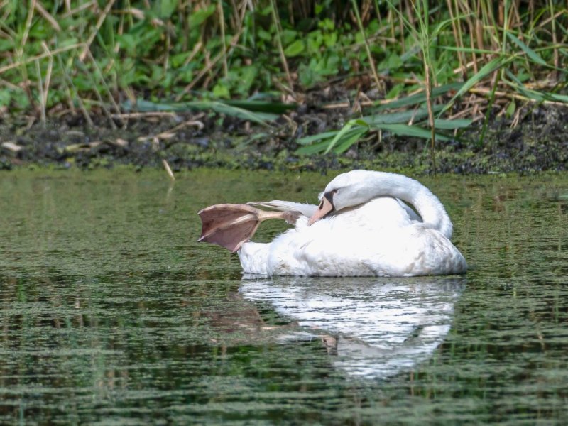 schwan braunschweig 2