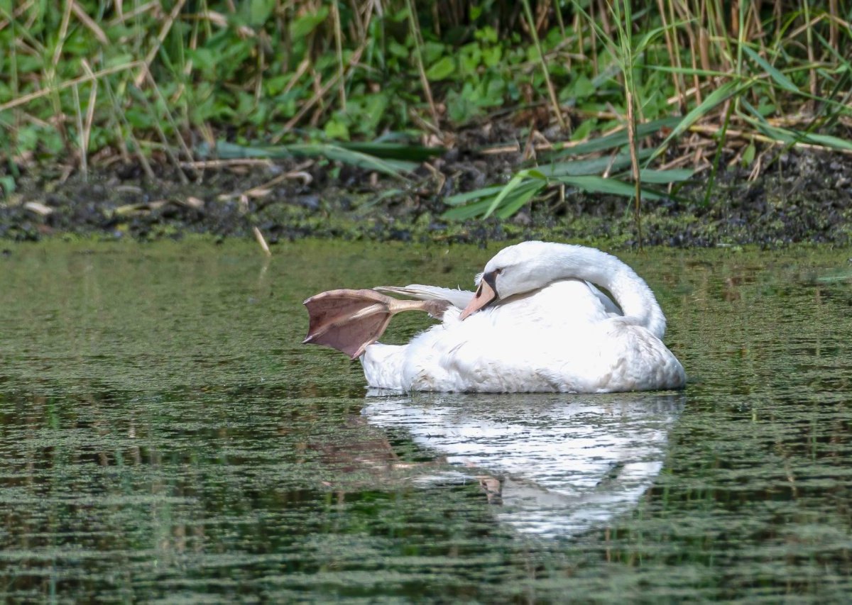 schwan braunschweig 2