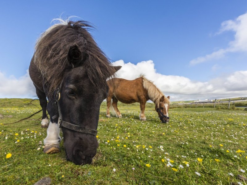shetlandpony pony motte braunschweig pferd